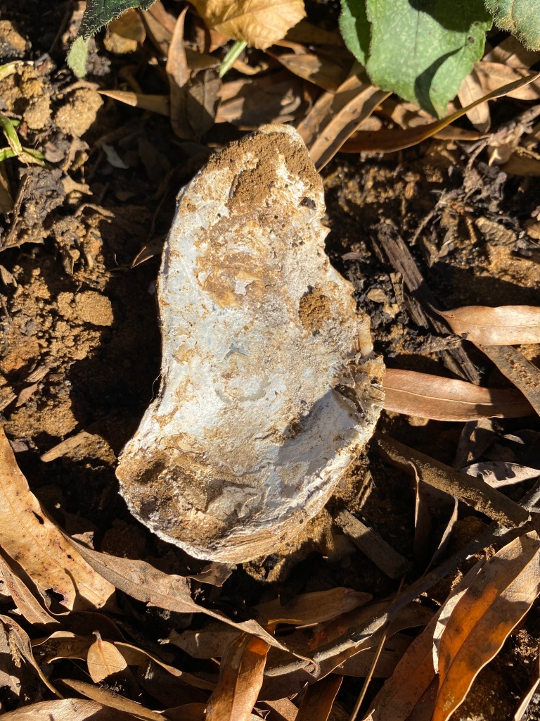A white oyster shell is on the dirt surrounded by brown leaves
